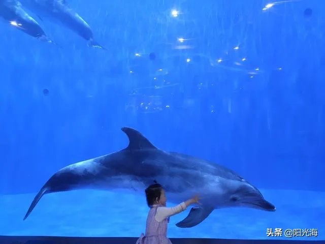 日照海洋公园门票多少钱?里边好玩吗?
