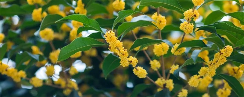 9月开什么花 9月开花的有哪些