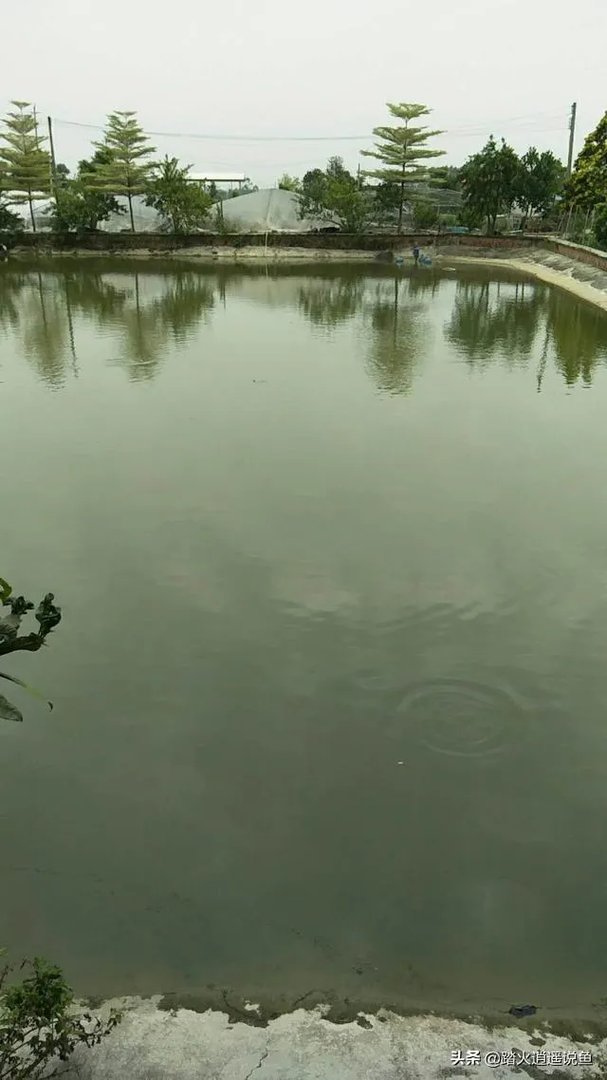 雨后池塘水浑浊怎么处理？