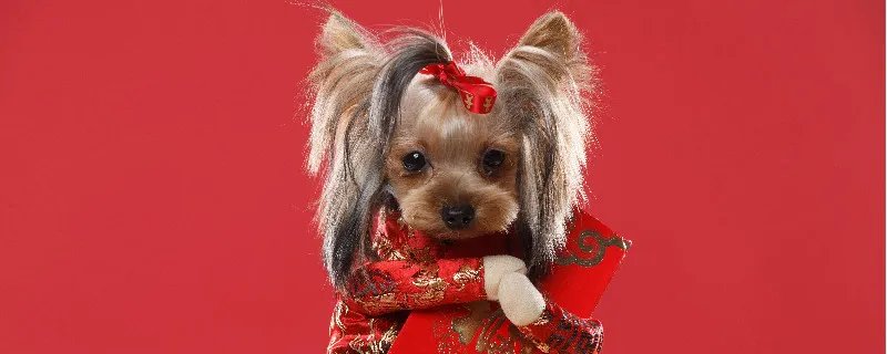 约克夏犬怎么养才最好 约克夏犬饲养注意事项