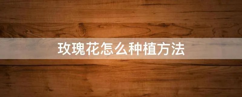 玫瑰花怎么种植方法