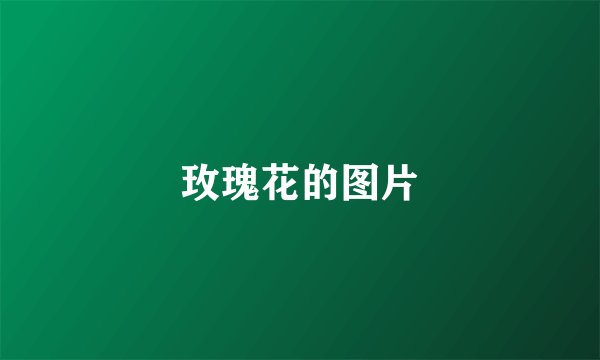 玫瑰花的图片