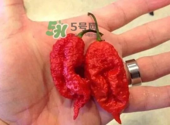 卡罗莱纳死神辣椒辣死过人吗?死神辣椒究竟有多辣