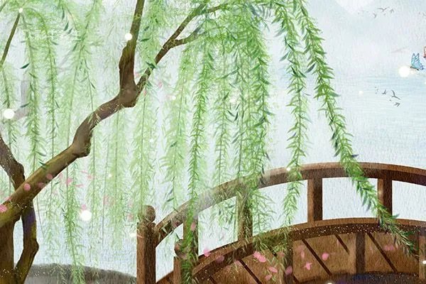柳叶茶的功效与作用