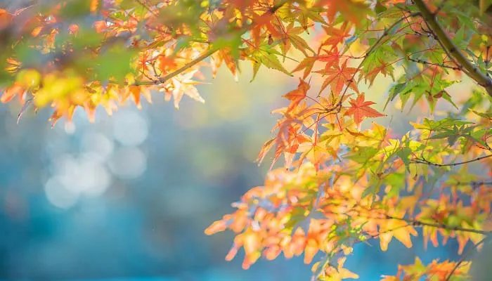 autumn是什么意思 autumn的意思是什么