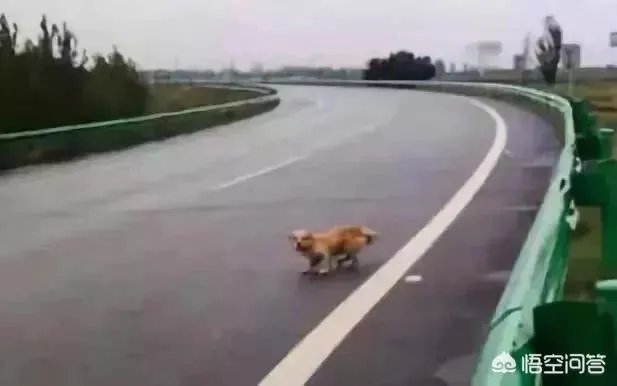 如何评价3辆豪车高速避让流浪狗,致连环车祸损失十多万?