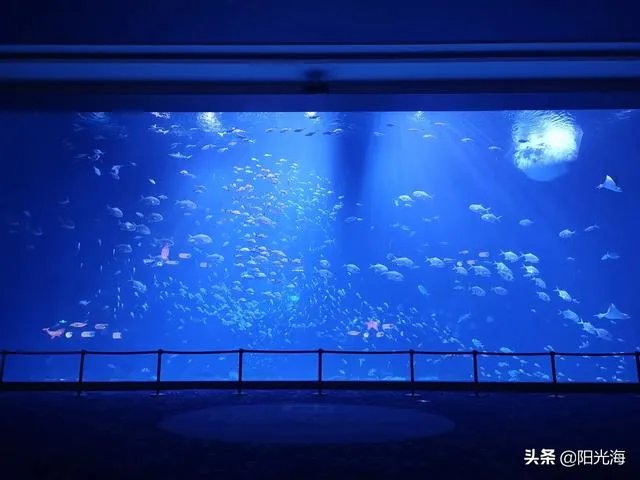 日照海洋公园门票多少钱?里边好玩吗?