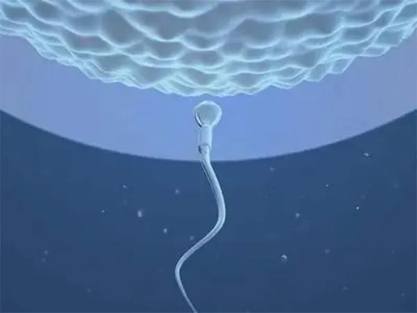 别找错地方了,全国仅有这27家医院设置有人类精子库
