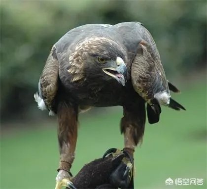 金雕有多大?能把人抓上天吗?