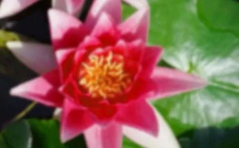 荷花淀读后感