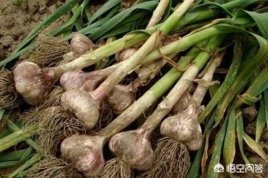 大蒜种植用什么肥料?