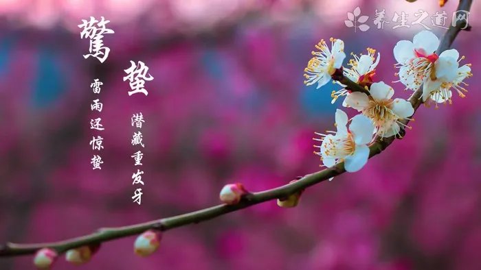 小叶双眼龙的功效与作用