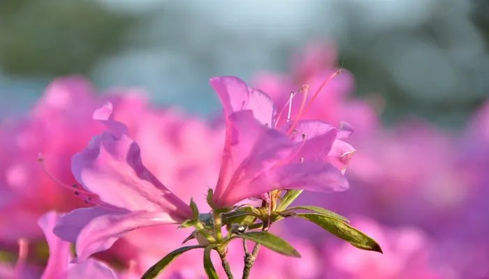 杜鹃花什么时候开 杜鹃花的开花时间