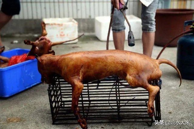 农业农村部征求意见:狗为伴侣动物拟禁食。你怎么看?