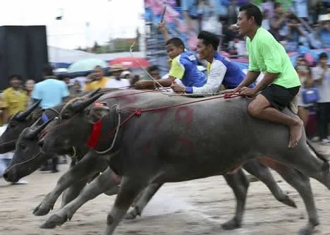 泰国骑水牛比赛:上百头水牛被骑手骑着赛跑(图)