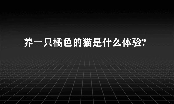养一只橘色的猫是什么体验?